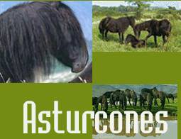 Asturcones