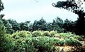 Curso Medio del Guadarrama