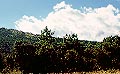 Pinar de Abantos