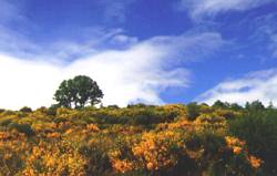 Paisaje oma��s