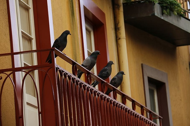 Plagas de palomas en Madrid