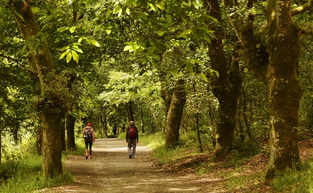 Camino de Santiago francés por Galicia