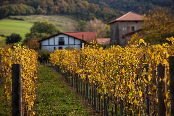 Ruta del Txakoli